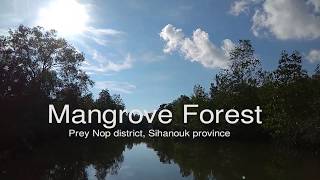 Mangrove Forest in Prey Nob, Sihanouk province | ព្រៃកោងកាងនៅស្រុកព្រៃនប់ ខេត្តព្រះសីហនុ