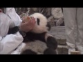 パンダの桜浜☆はちみつ水♪ 飲み切るまでノーカット 　giant panda baby ouhin u0026touhin