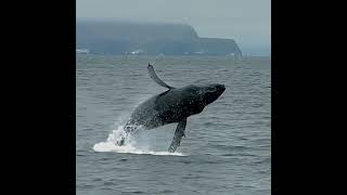 Humpback whale Breaching