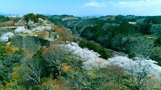 花時を迎えた桜回廊 岡城 ドローン映像 4K 三の丸 籾倉跡 城代屋敷跡 付近 2018年3月 Drone video in Oka castle