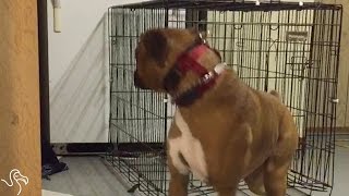 Dog's Owners Finally Figure Out How He Keeps Escaping