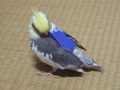 オカメインコのフライトスーツ