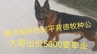 费尽周折购买一条平背德牧种公，到家还没几天大哥出价5000要牵走