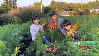 人参🥕収穫１００円販売店準備せんちゃん農業