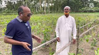 লাখপতি - কোটিপতি হওয়ার ম্যাজিক : গাছ আলু(Tree potatoes) ও অফ সিজনে কাঁচা মরিচ(Green Chilli)চাষ