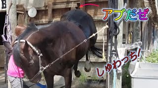 あーこっこ乗馬日記〜アブやだぜ、やだぜったらやだぜ！