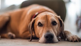 Finding Peace After Losing Huxley