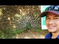 សត្វក្ងោក​ត្រដាង​ស្លាប​ peafowl