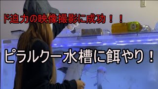 ド迫力の餌やり撮影に成功！！ピラルクー水槽の餌やり！！