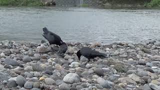 a43　大分川　ビビの縄張り　モンファミリー（ハシボソガラス）Oita River　BIBI Territory　　MON Family (Wild Carrion Crow)