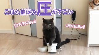 食べてないって顔してるけど…｜PECO