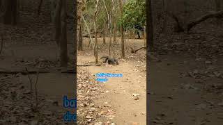 Python vs Komodo Dragon Who Will Win 🐍 #animals #wildanimals #wildlife #nature #shortsfeed #shorts