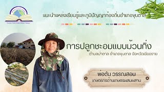 การปลูกผักชะอมแบบม้วนกิ่ง โดยพ่อตัน วรรณสอน | แนะนำแหล่งเรียนรู้และภูมิปัญญาท้องถิ่นอำเภอขุนตาล