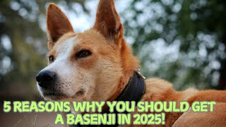 5 Reasons Why You Should Get a Basenji in 2025! 🌟