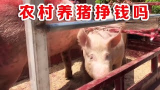 农村养猪到底赚钱不，大哥花3250块买头母猪，准备大干一场【乡间小路上】