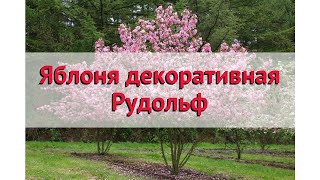 Яблоня декоративная Рудольф 🌿 Обзор: посадка и уход. крупномеры яблони: описание и особенности