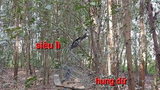 Nghiện Bẫy Chim #2 Nghẹt Thở | Đam Mê Độc Lạ