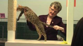 Agathe- bronze egyptian mau in cat show