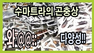 인도네시아의 다양한 곤충상을 보겠습니다! 수마트라섬은 이런 환상적인 곳입니다~~!!