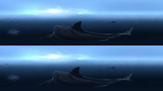 Great White Sharks 360 4K Video !!