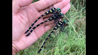 オニヤンマ♂ (2023年08月26日) | Catching Three Golden-Ringed Dragonflies With A Net(August 26, 2023)