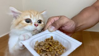 子猫が初めて納豆を食べると大変な事になりましたw(マンチカン)