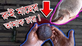 Fishing Chum Tamak Char Tamuk Char For Rohu Rui তামাক চার তামুক চার রুই মাছের জন্য