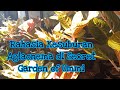 RAHASIA PEMUPUKAN AGLAONEMA TUMBUH SUBUR DI @SecretGardenOfUmmi