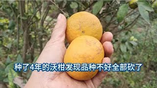 辛苦种了4年的沃柑发现品种不好，全部砍掉血本无归