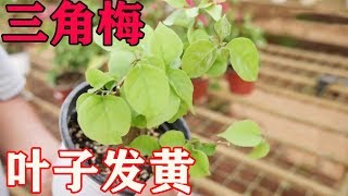 【小花匠】三角梅葉子發黃，不是缺肥，還可能是缺光，小花匠教你怎麼解決