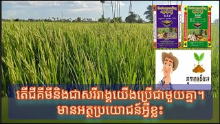 EP 165 ការប្រើជីសរីរាង្គបូកជាមួយជីគីមីតើគុណភាពបែបណា?0316322224/0966632030/011932725