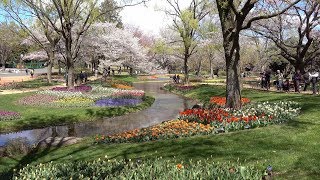 2019 昭和記念公園チューリップガーデン散歩(4K) Walking Around Tulips Garden At Showa Memorial Park(UHD)