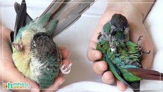 ウロコインコ：チビハル 【ダブルニギコロ Part4】 Conure: Chibi and Haru to lie down in the palm Part 4