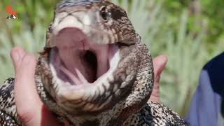 Methods for detecting Tegu_Elijah