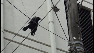 近すぎるカラスとムクドリの巣【トラブル続出】