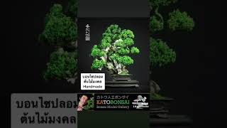 บอนไซ บอนไซประดิษฐ์ บอนไซเทียม by Kato Bonsai Model