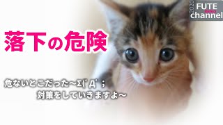 【生後28日目】危ない！！テントから落下してしまう子猫、テントをカスタマイズ【保護子猫】