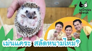 เม่นแคระ สลัดหนามไหม ?? | Animals Speak [by Mahidol Kids]