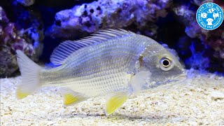 【チャーム】海水魚 キチヌ Acanthopagrus latus キビレ charm動画