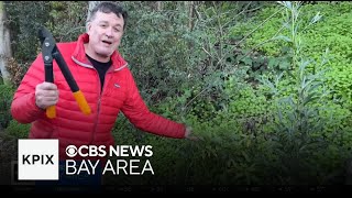 Researchers find new strain of Sudden Oak Death in East Bay