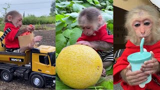 BiBi goes to harvest fruit on the farm #shorts