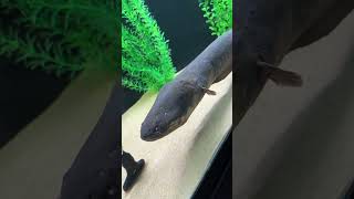 Do Electric Eels Make Noise⁉️