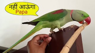 Pablo Talking me hi nhi Papa ko Trouble karne me bhi Best Parrot hai