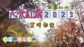 [山糸] 大棠紅葉2023 | 14/01/2023 |楓香林 紅葉  | 大欖自然教育徑 |香港行山路缐 |