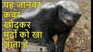 यह जानवर कवर खोदकर मुर्दों को खा जाता हैं क्या हैं कवर बिज्जु( Honey badger)