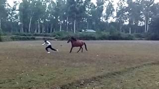 Fun by Horse । ঘোড়ার লাত্থি