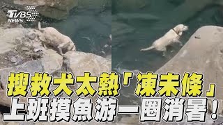 花蓮地震／搜救犬Hero太熱「凍未條」　上班「摸魚」跳水游一圈消暑!｜TVBS新聞@TVBSNEWS01