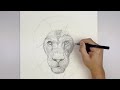 how to draw a lion youtube studio sketch tutorial