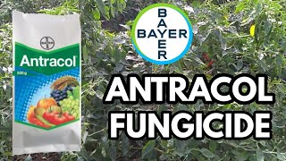 ANTRACOL FUNGICIDE || BAYER || Propineb 70% WP ||