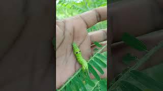 हा कोनता कीड़ा आहे 🐛🐛🐛